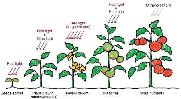 Evolution du besoin lumineux selon le stade de croissance de la plante