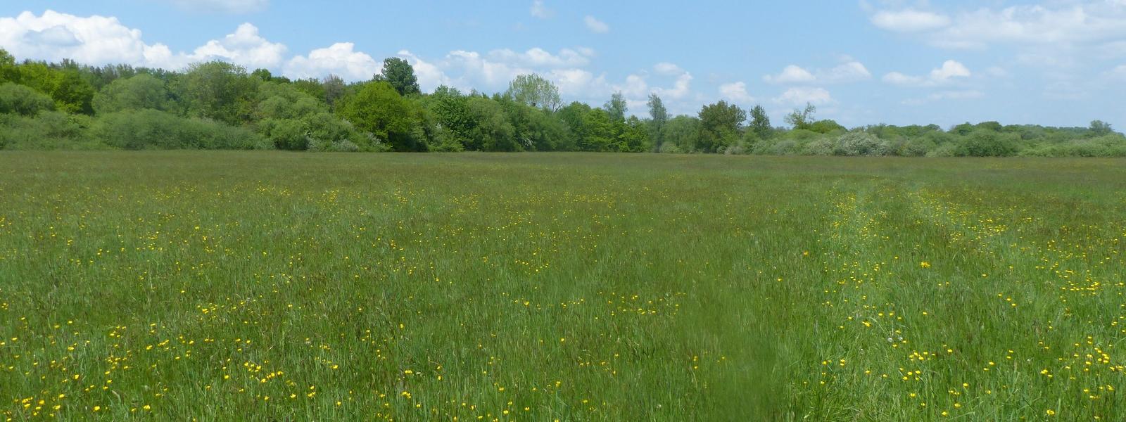 Restaurer un gisement de biodiversité de 17 hectares